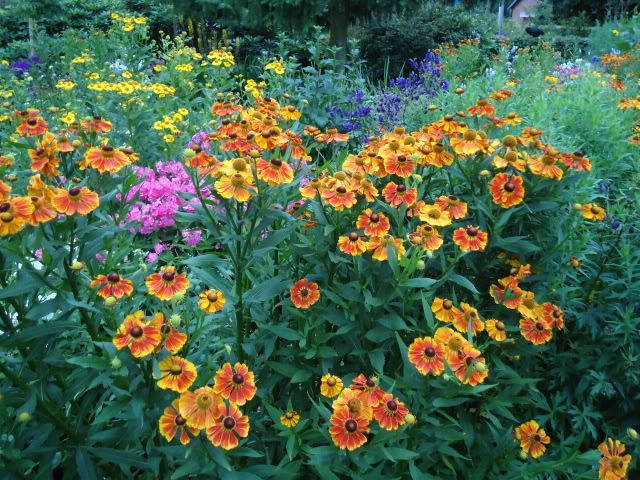 Helenium Flamenrad